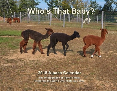 Alpaca Pictures - Collection of Alpaca Pictures and Alpaca Photos