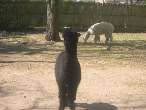 Alpaca Onyx saying Hello for the camera
