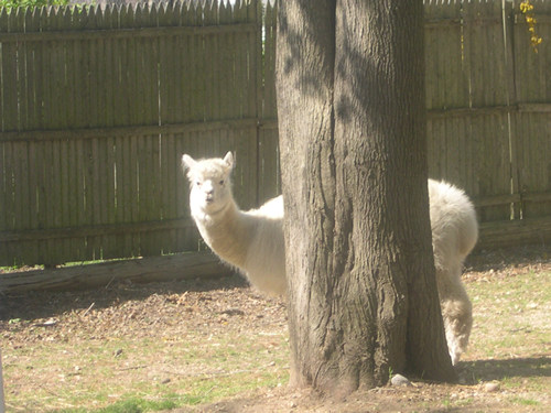 Alpaca Ezra playing Peek-a-boo behind the tree
