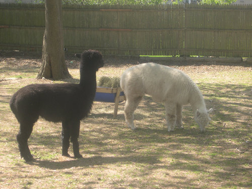 Alpaca Onyx and Ezra at the Lewis Oliver Farm