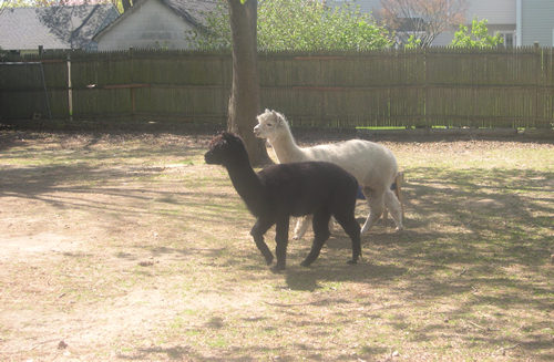 Alpaca Onyx and Ezra from the Lewis Oliver Farm