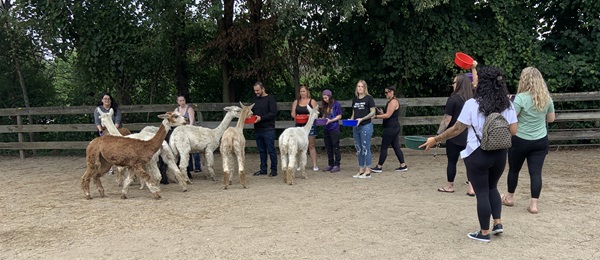 Alpacas of Magic Meadows Alpacas