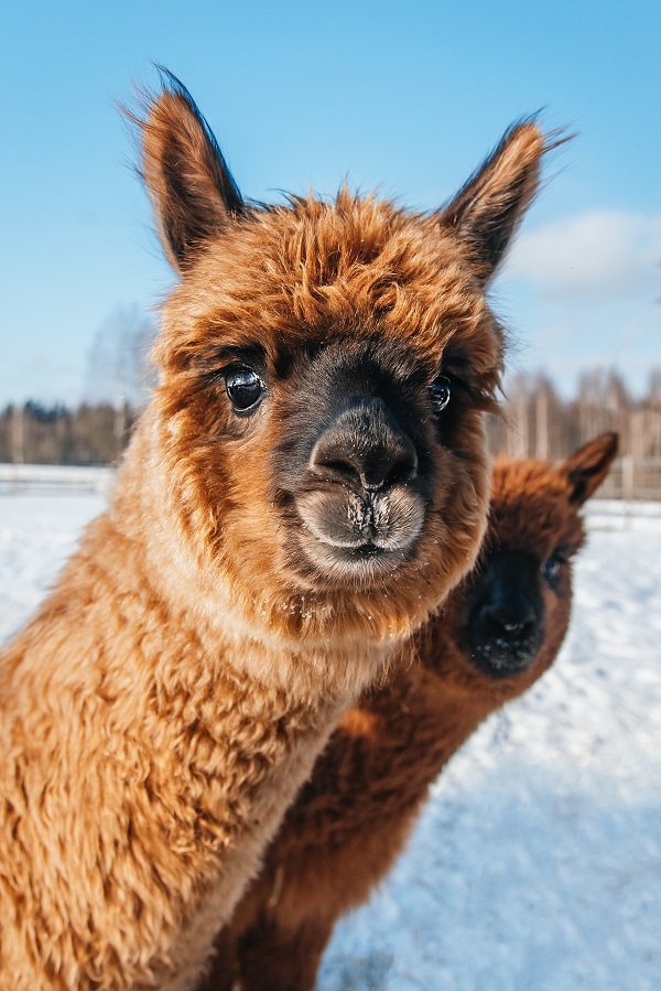 Smiling Alpacas and newly fallen snow