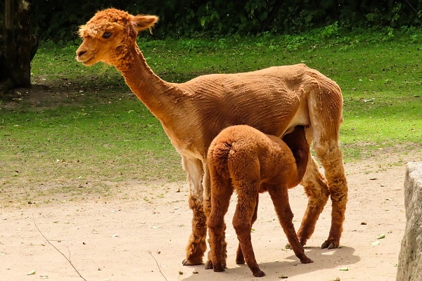 Young Alpaca Getting Some Milk from Mother Alpaca
