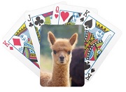 Alpaca Playing Cards