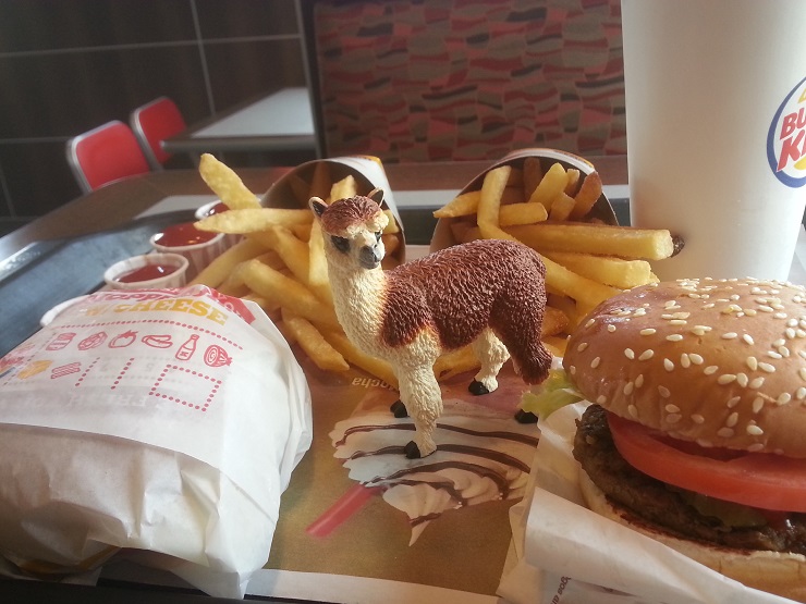 Ruffo the Alpaca eating Burger King meal Ruffo the Alpaca eating Burger King meal