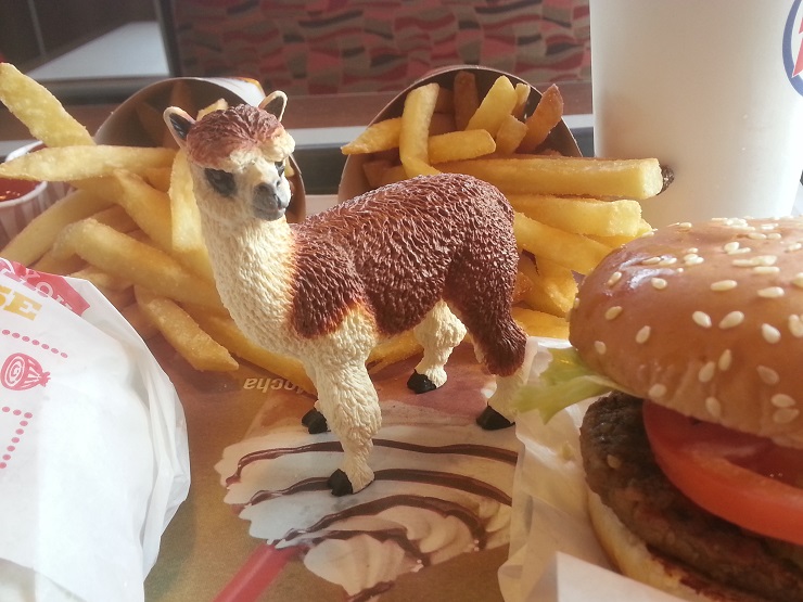 Ruffo the Alpaca enjoying a Burger King Meal Ruffo the Alpaca enjoying a Burger King meal