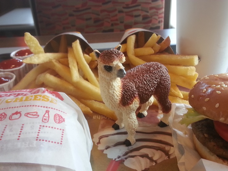 Ruffo the Alpaca enjoying Burger King Ruffo the Alpaca enjoying Burger King