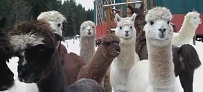 Alpaca and Llamas Winter Walkabout with the Dogs