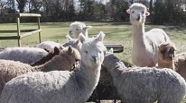 Alpacas of Pennybridge Alpacas Farm