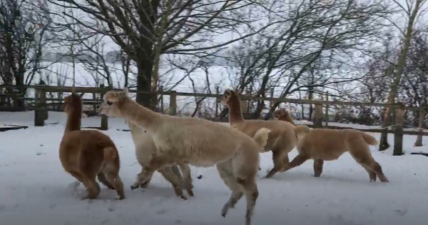Alpacas of Trelawn running and jumping in Snow