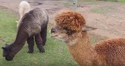 First visit to the Highland Airs Alpaca Ranch