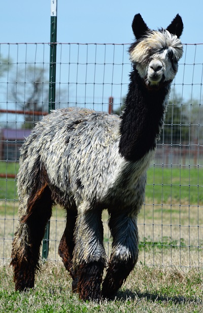 Alpaca Beauty from Berry Sweet Suris Alpaca Ranch