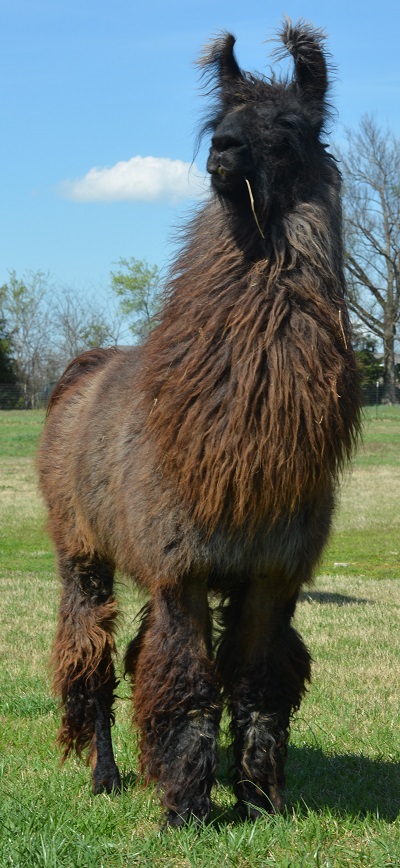 Llama Jack from Berry Sweet Suris Alpaca Ranch