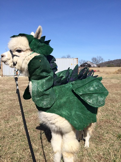 Alpaca Pipsqueak from Berry Sweet Suris Alpaca Ranch