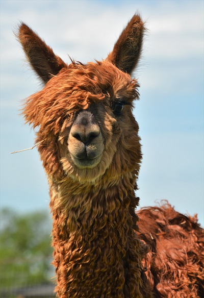 Alpaca Tinker from Berry Sweet Suris Alpaca Ranch