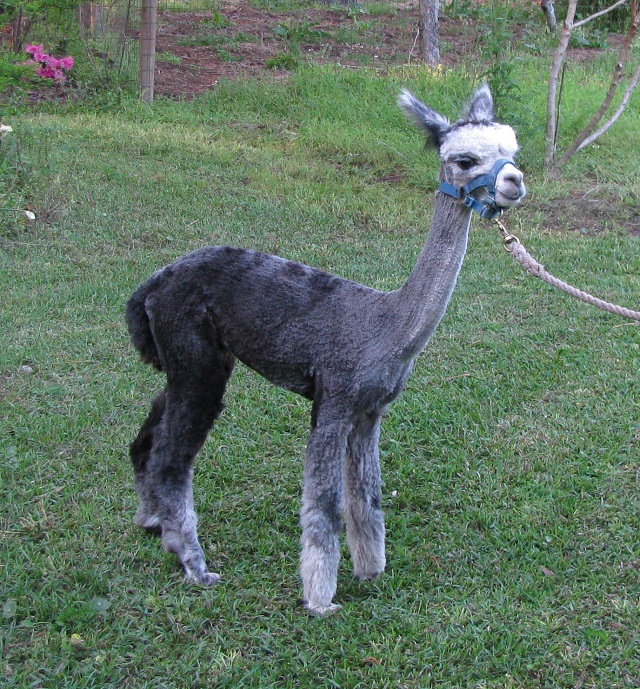 Fancy Boy Alpaca Little Creek Menagerie