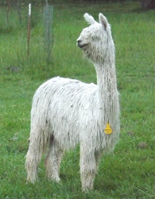 Healing Springs Suris Alpaca