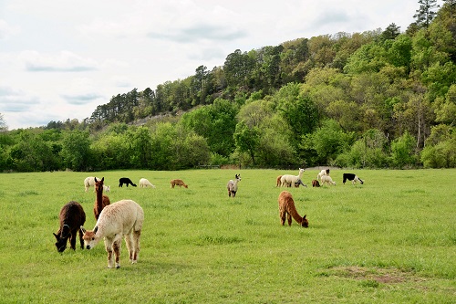 Healing Springs Suris Alpacas