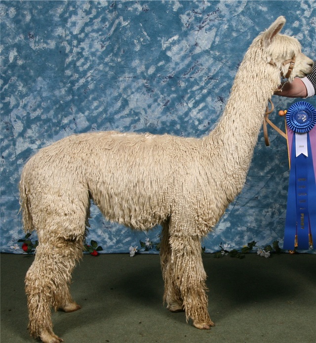 Hums of Faith Suris Belmonte's September Sun Shine