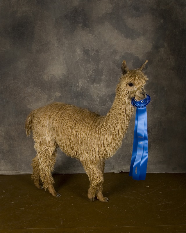 Hums of Faith Suris Duchess of Augustus