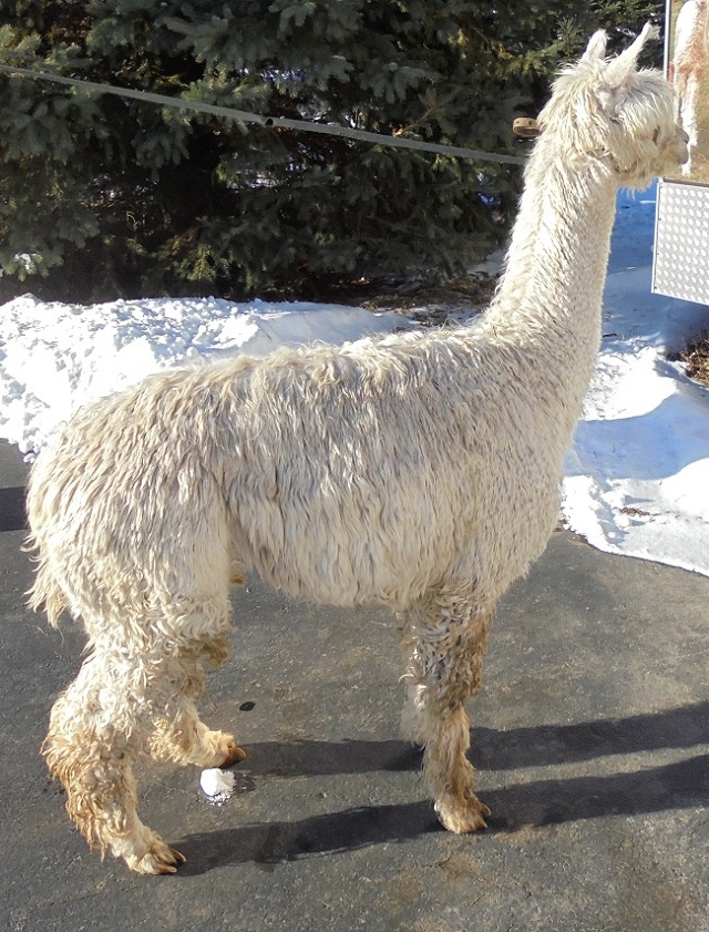 Hums of Faith Suris The Sun Shine's Eclipse