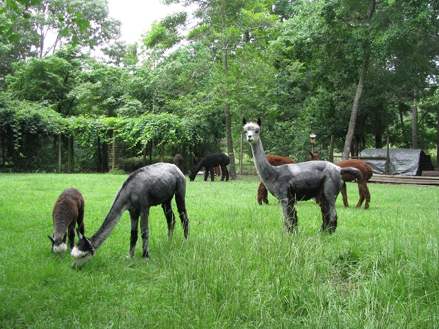 Little Creek Menagerie Alpacas