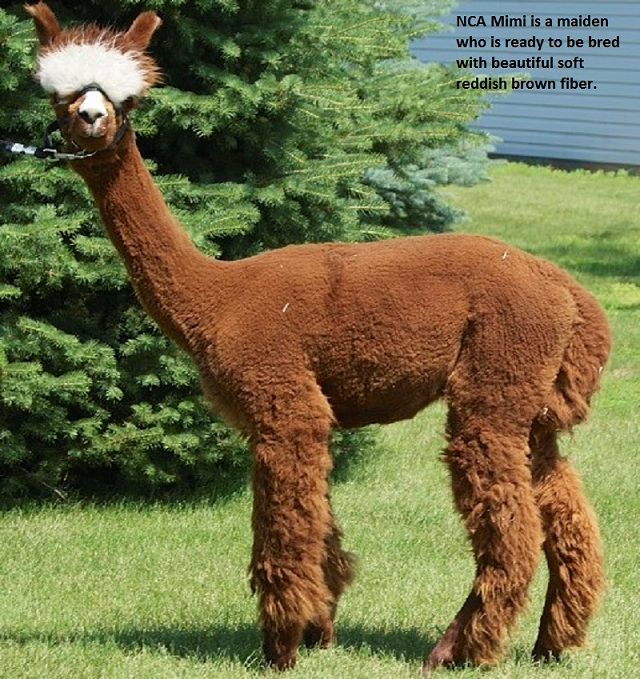 North Country Alpacas NCA Mimi