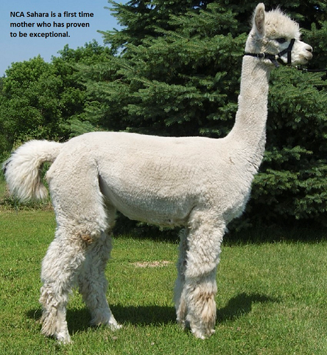 North Country Alpacas NCA Sahara
