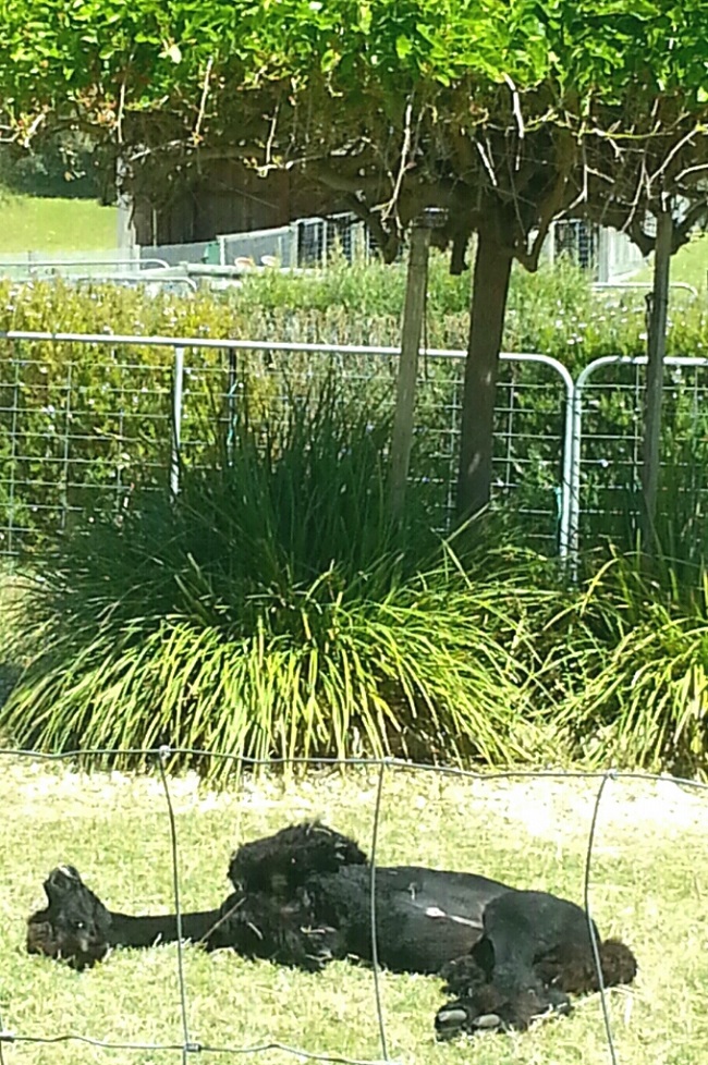 Camilla soaking up the sunshine