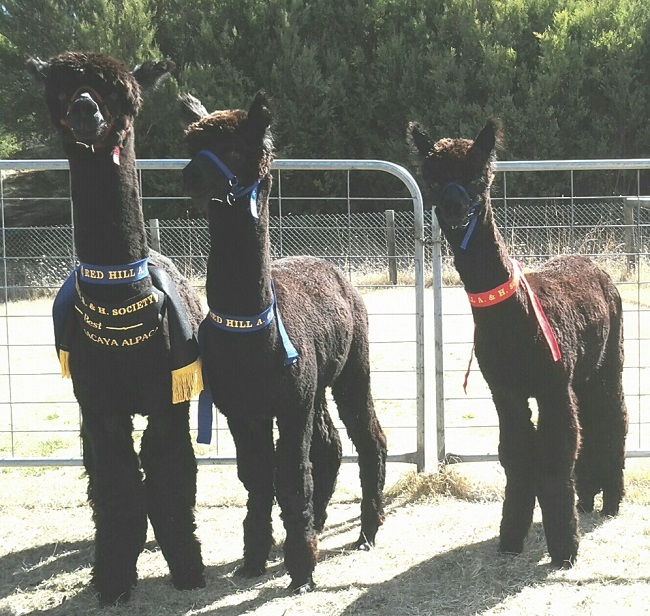 Show Winning Alpaca of Pero Alpacas Farm