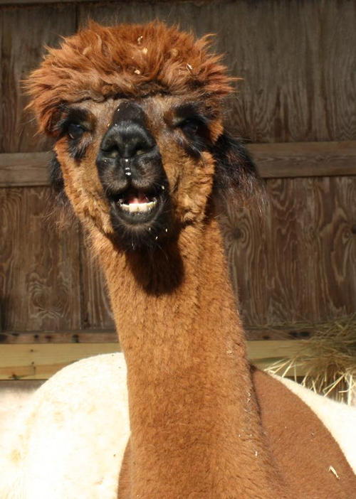 Alpaca Nikki of Tag Along Alpacas Farm