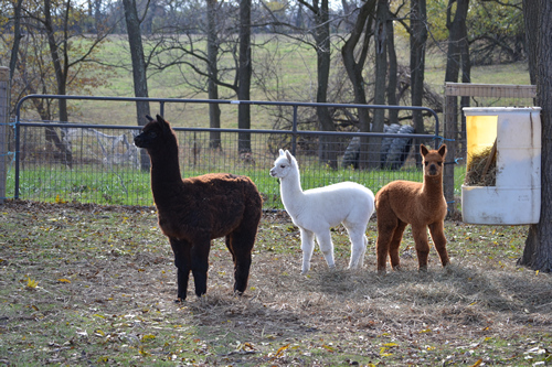 Alpaca of Tag Along Alpacas Farm