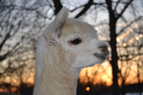 Alpaca Oso of Tag Along Alpacas Farm