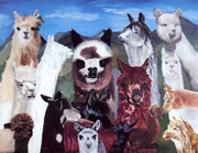 Alpaca Collage Greeting Card by Artist Denise Vachon Miller