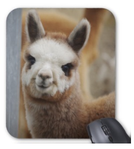 Cute Alpaca Mousepad for sale by Walnut Creek Alpacas