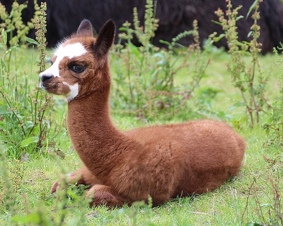 Young Brown Alpaca Resting photo by Frauke Feind