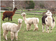 Alpaca and Llama Farm Scene