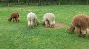 Alpaca grazing on grass at Highland Airs Alpaca Ranch