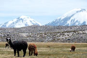 Photo of Alpaca at the Lauca National Park Chile by Andre Distel
