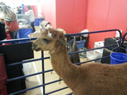 Alpaca named Santana from Illusion Ranch visits the Long Island Pet Expo