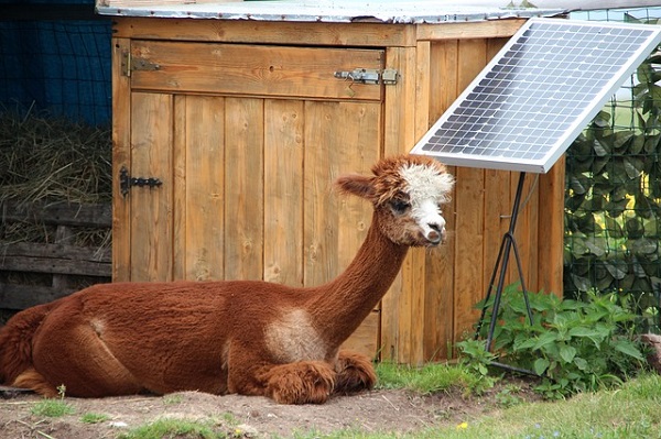 Alpaca taking a rest after installing Solar Power Panel