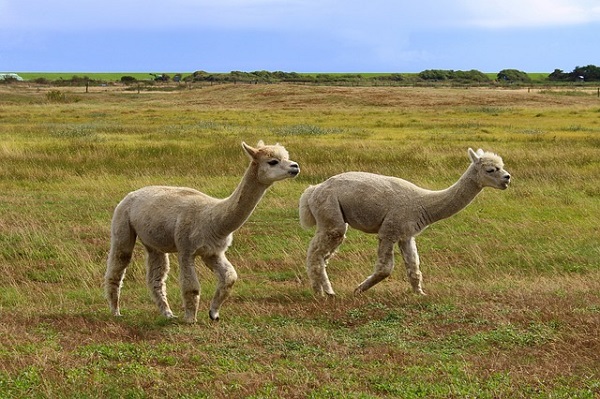 Alpacas looking for lost Golf Ball