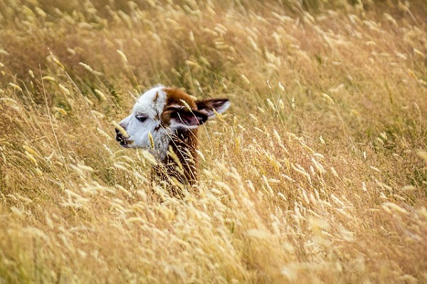 From a Golden Field a Baby Alpaca Rises Up