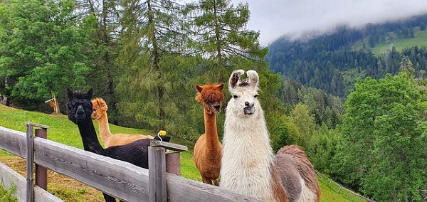 Llama spending some time with Alpaca Friends