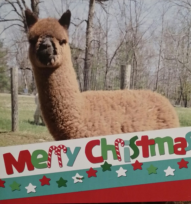 Alpaca named Arabella wishing everyone a Merry Christmas!