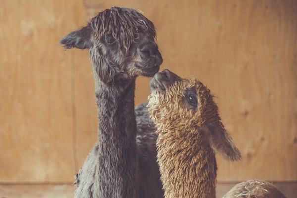 Young alpaca giving a kiss to mother