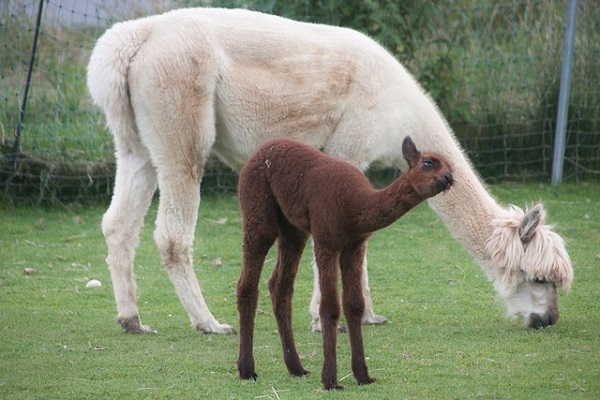 Young alpaca standing next to mother eating grass