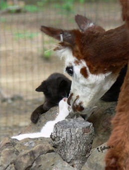 Alpaca Celine kissing kitten at the Walnut Creek Alpacas Farm