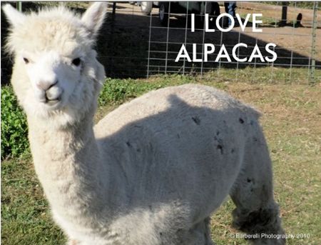 I Love Alpacas Postcard - Photography by Barberelli Studio